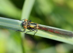  Animaux Agrion au corps de feu