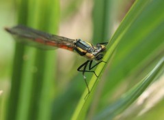  Animaux Agrion au corps de feu