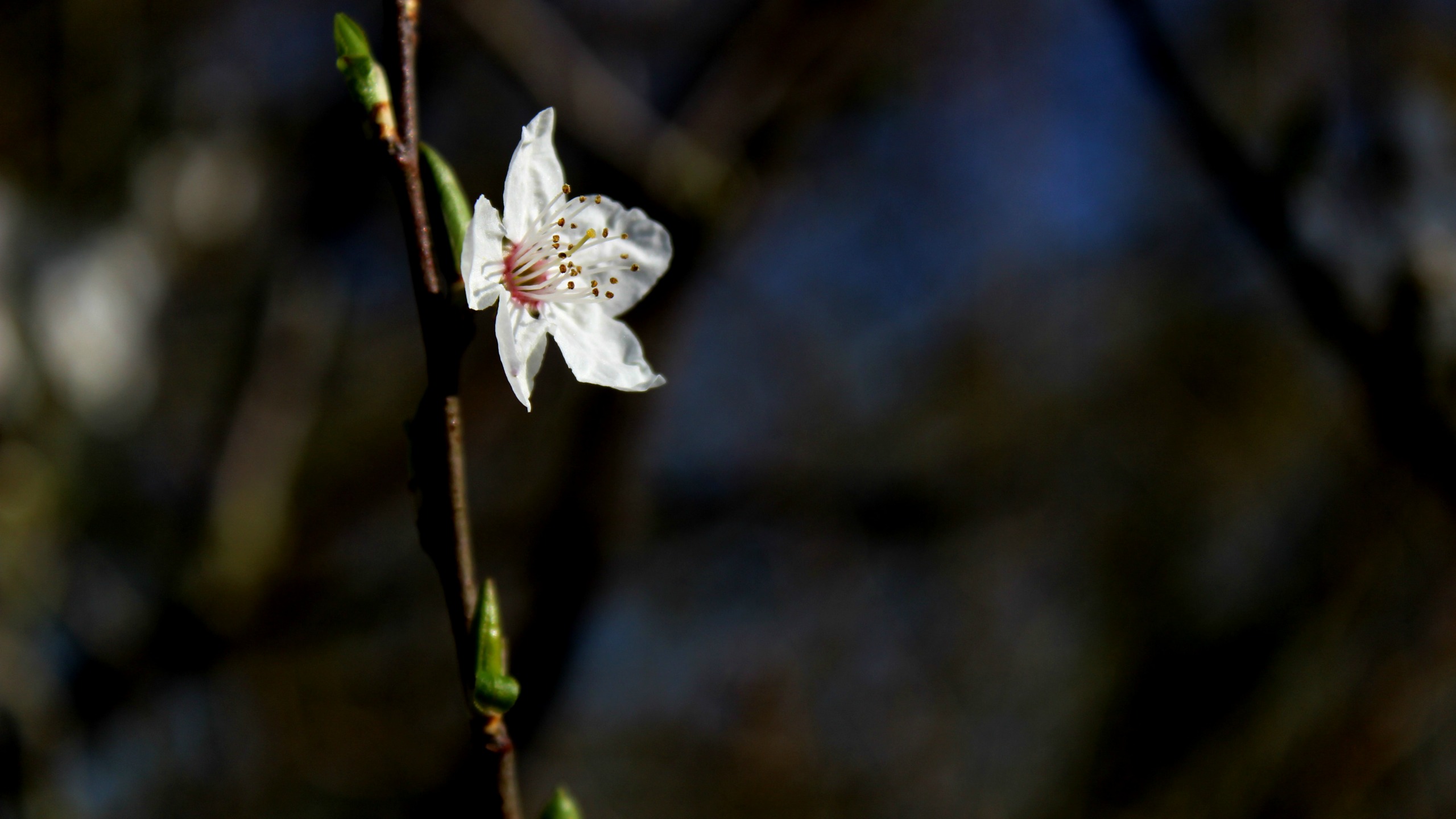 Wallpapers Nature Trees - Forests C'est le printemps