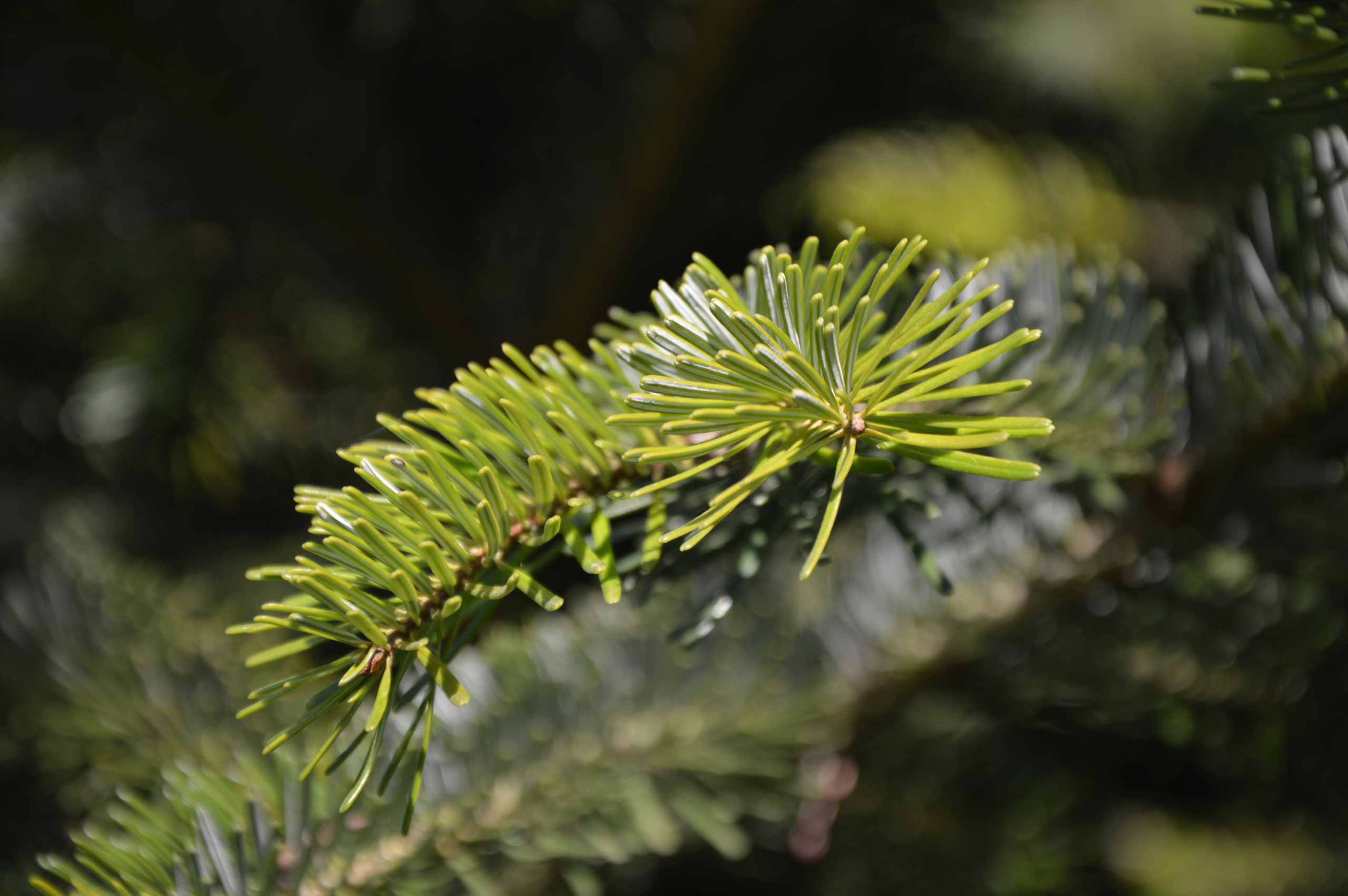 Fonds d'cran Nature Arbres - Forts 