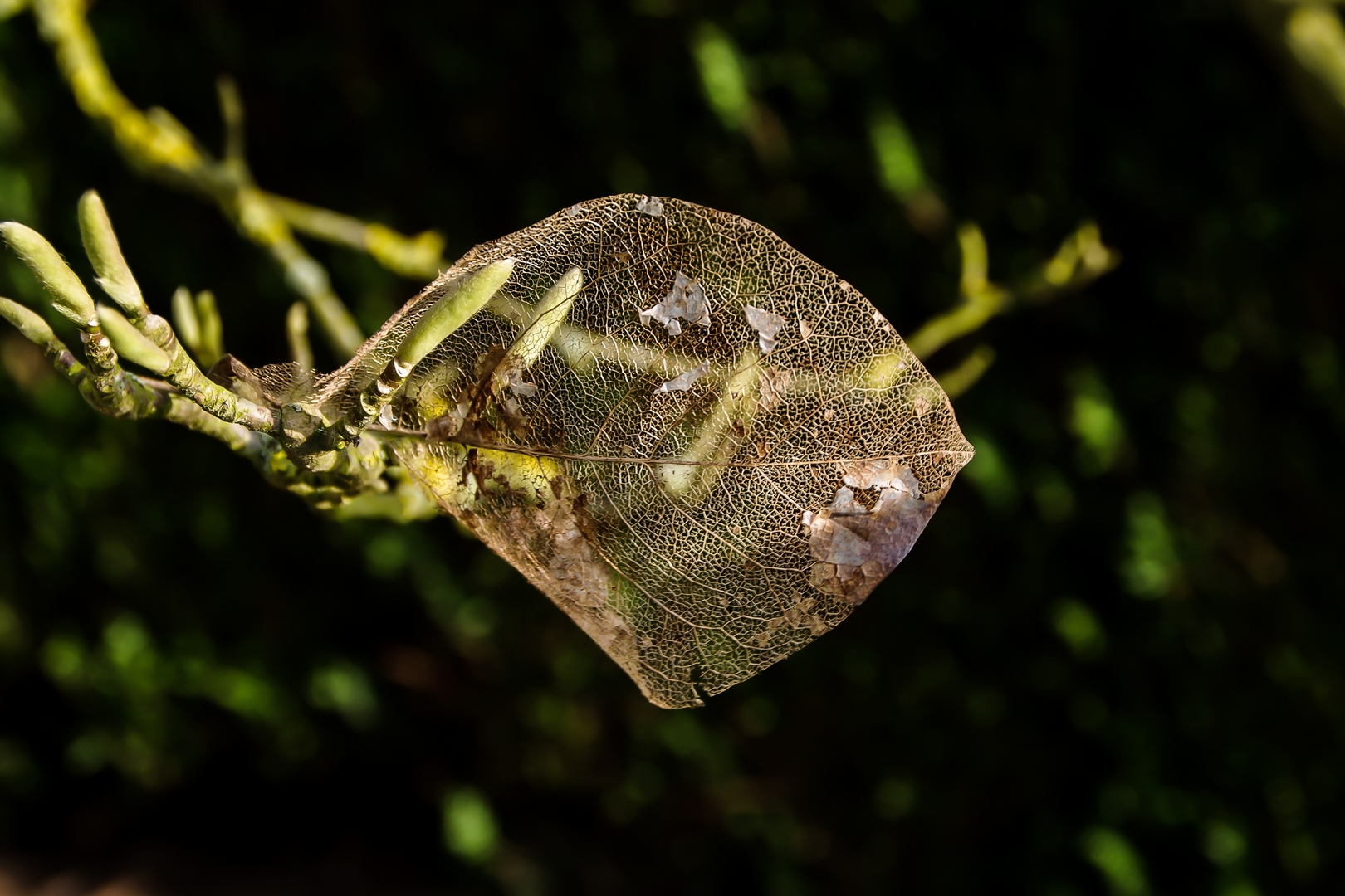 Wallpapers Nature Leaves - Foliage 