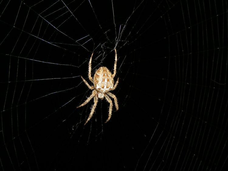 Wallpapers Animals Spiders Araignée sur sa toile