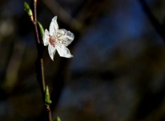  Nature C'est le printemps