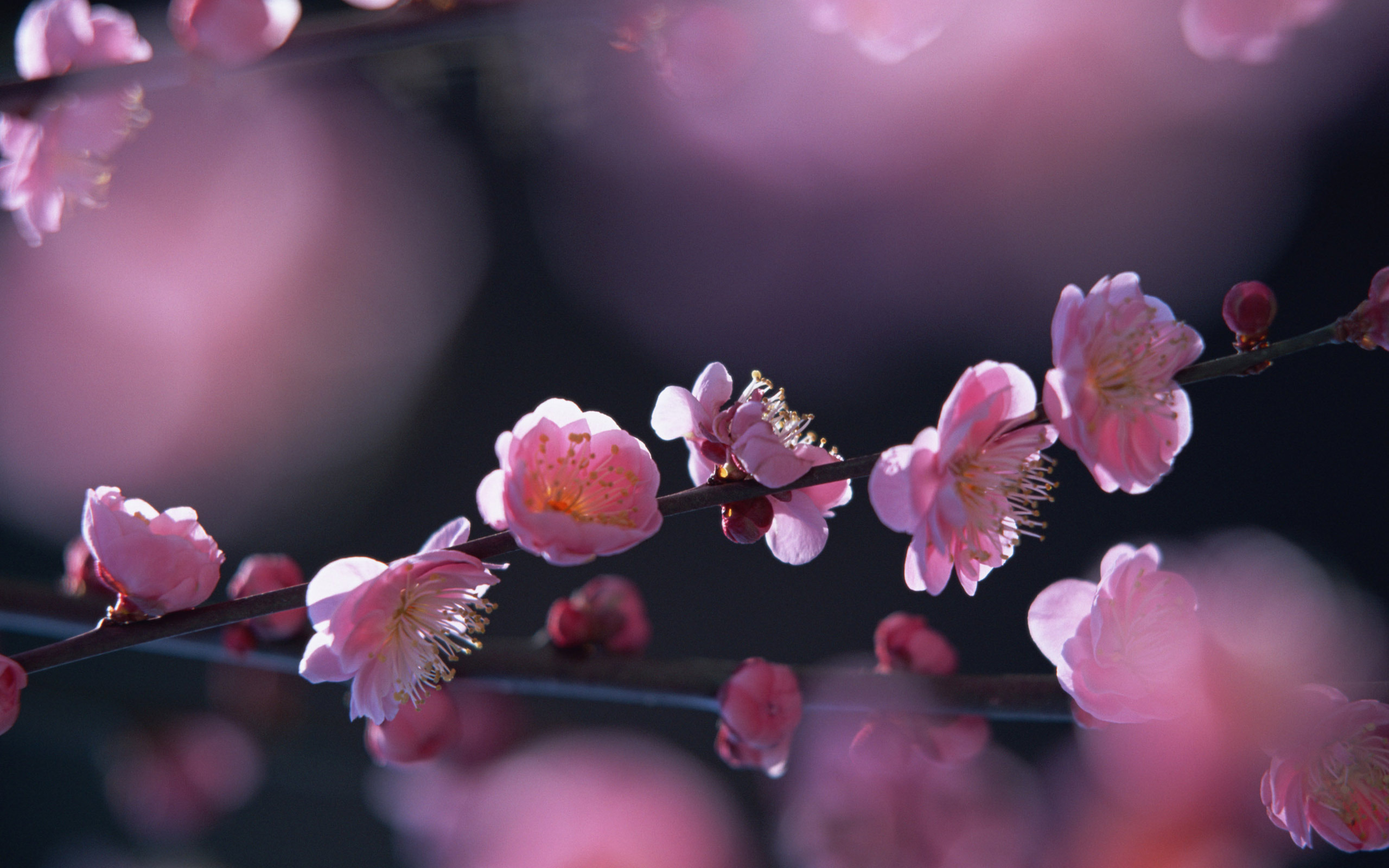 Fonds d'cran Nature Fleurs 