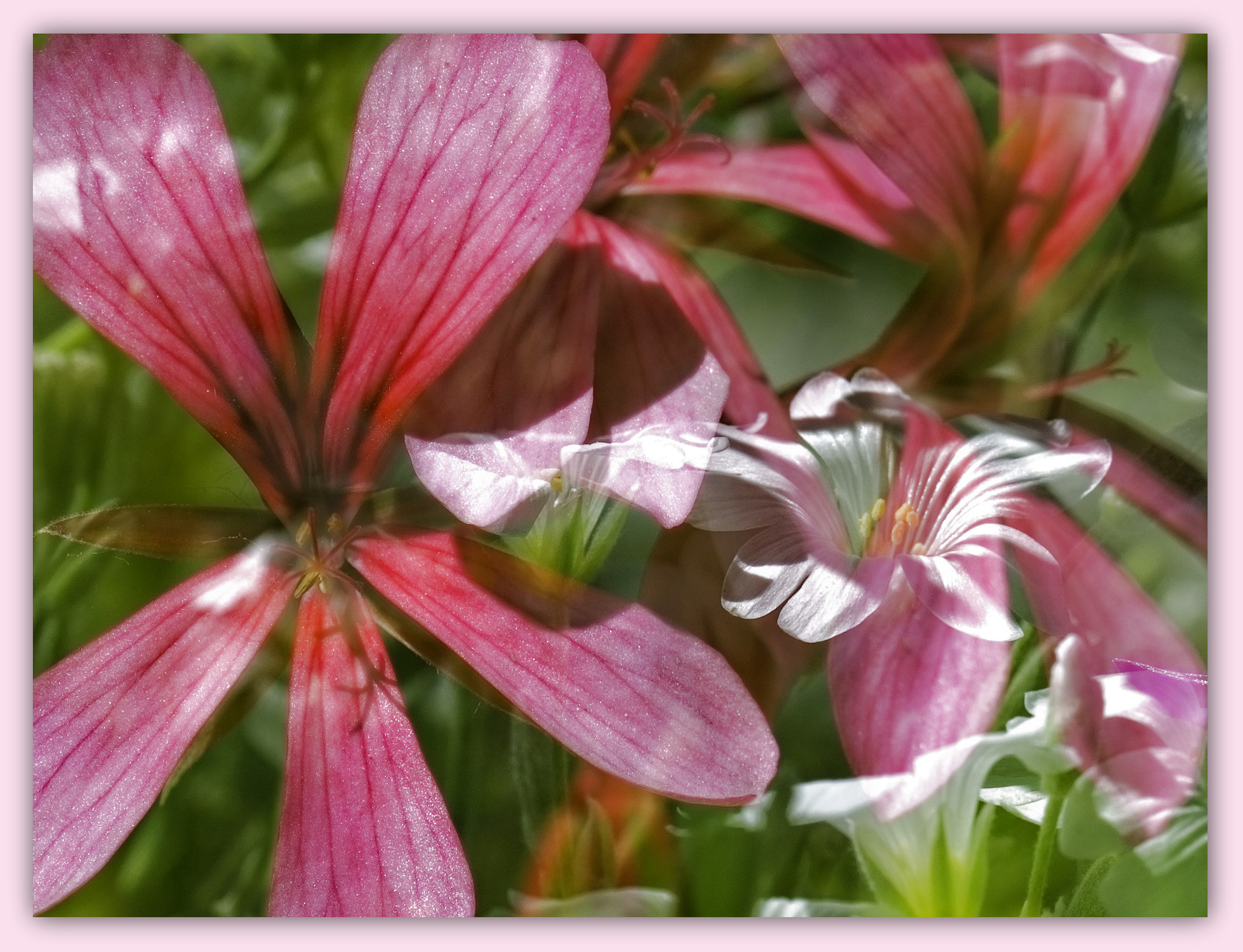 Fonds d'cran Nature Fleurs rêverie printannière