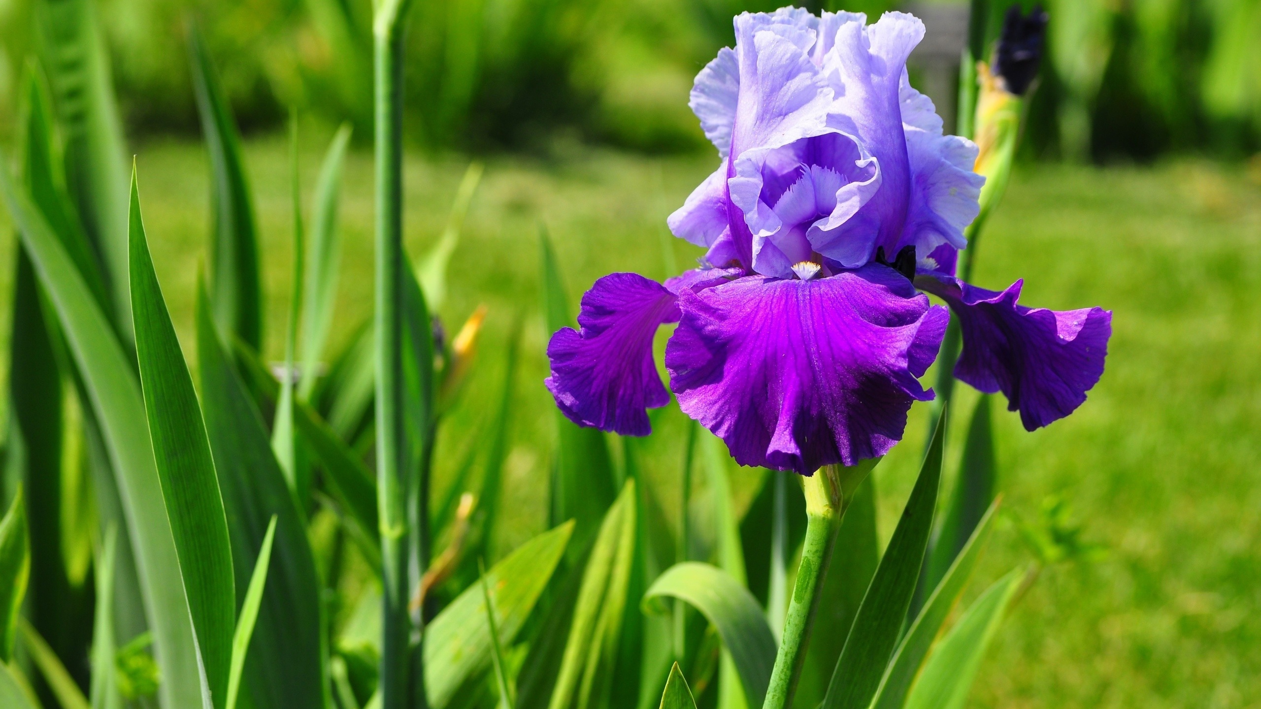 Fonds d'cran Nature Fleurs 