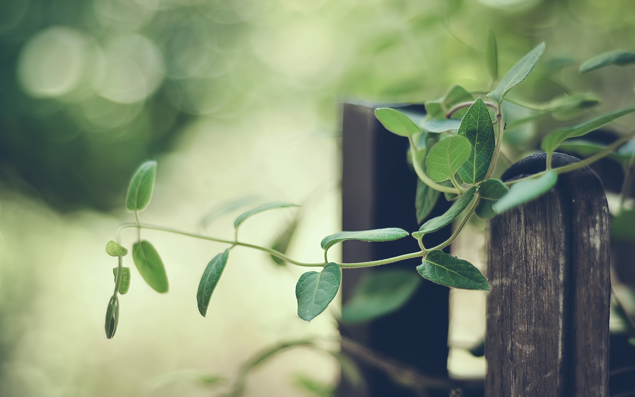 Wallpapers Nature Leaves - Foliage 