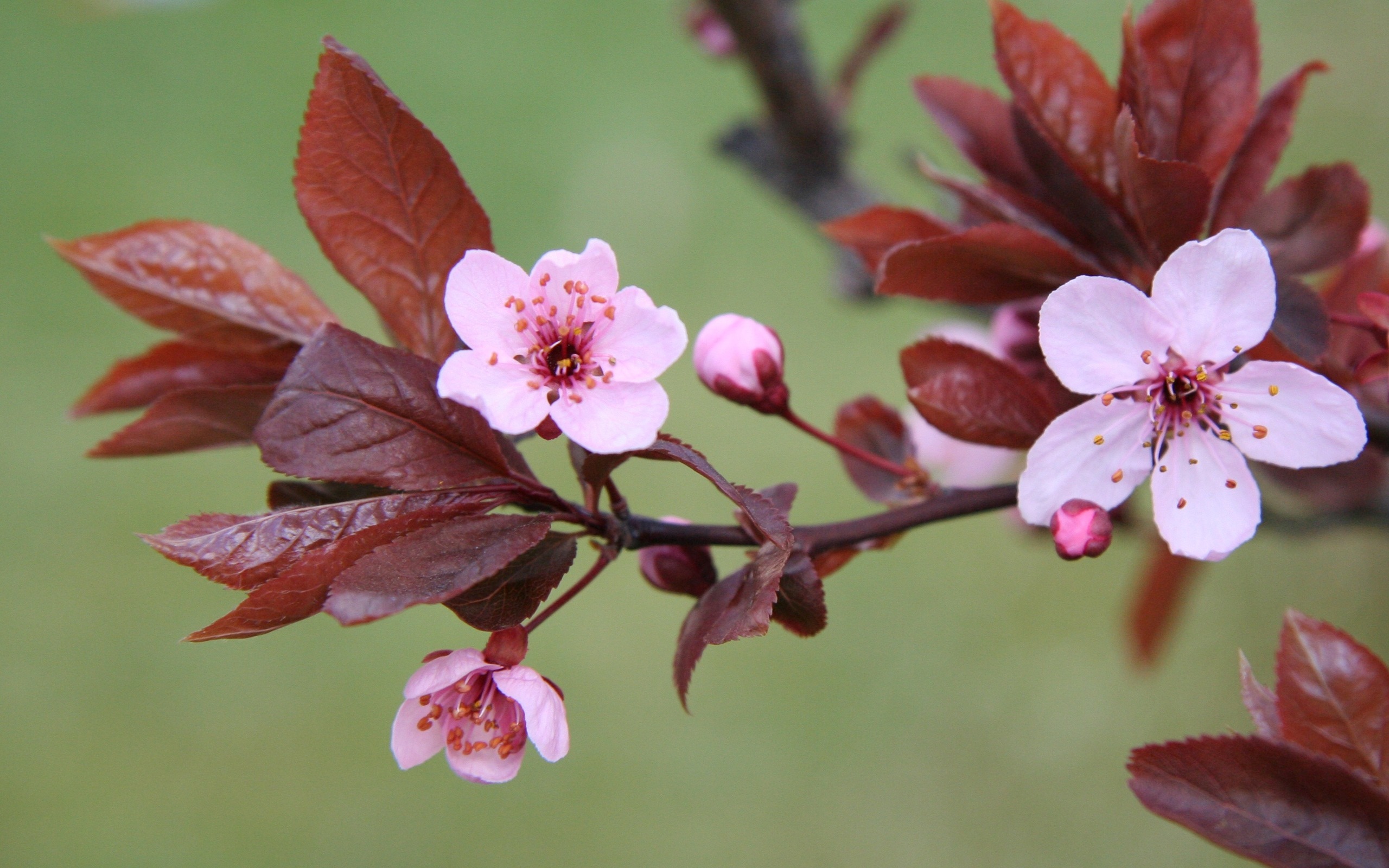 Fonds d'cran Nature Fleurs 