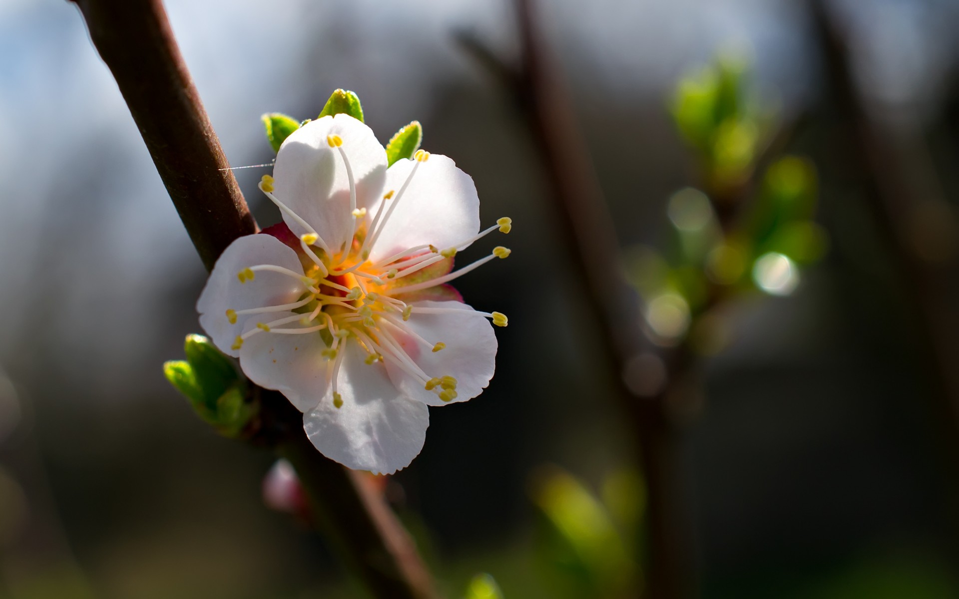 Wallpapers Nature Flowers 