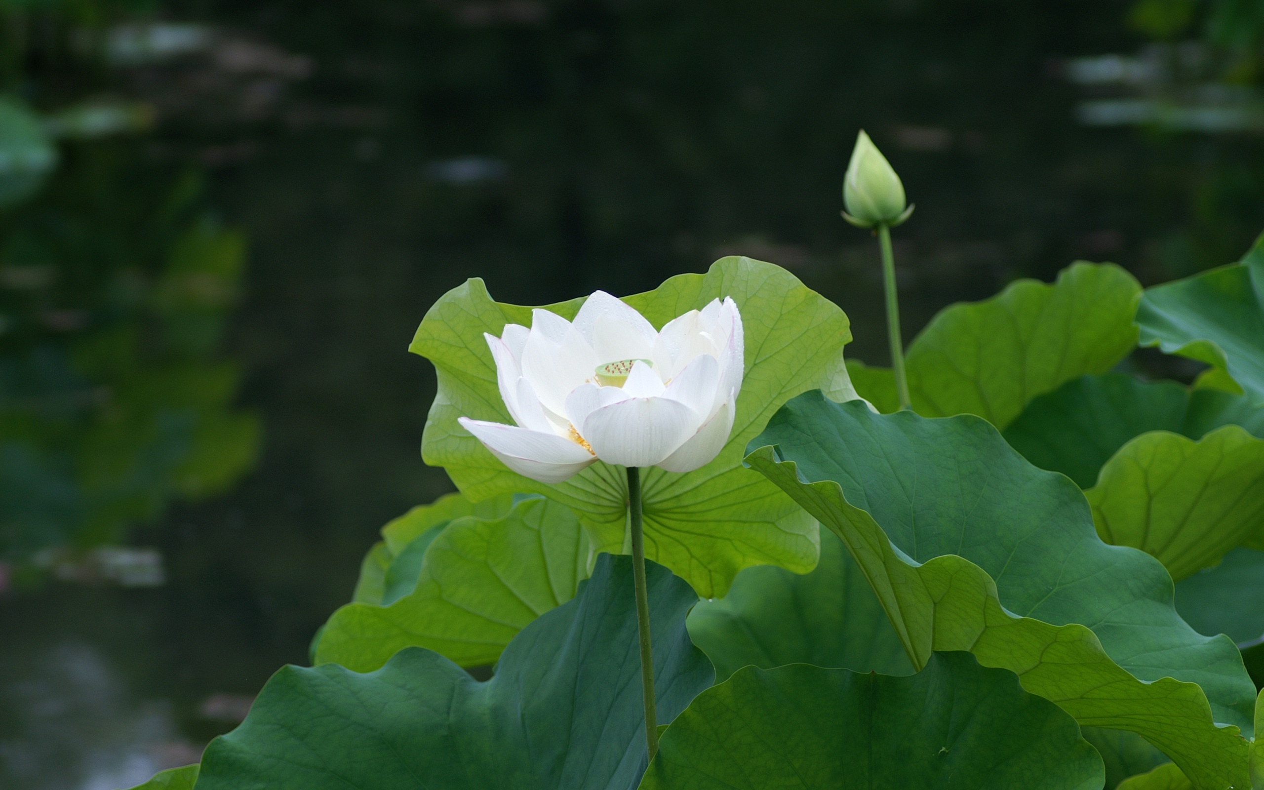 Fonds d'cran Nature Fleurs 