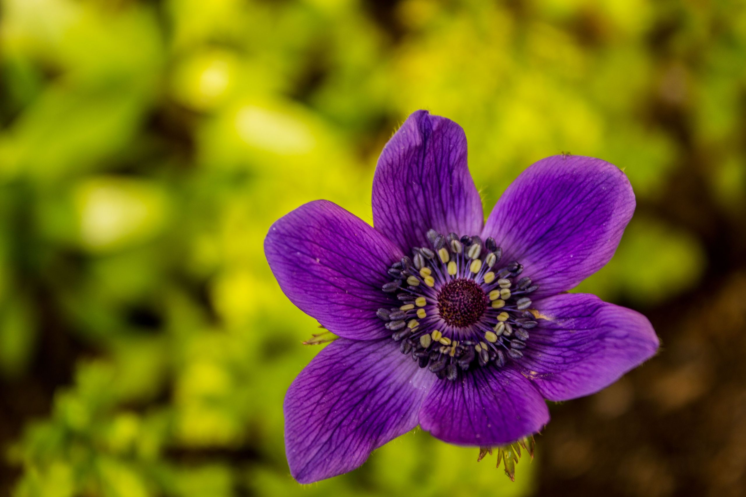 Fonds d'cran Nature Fleurs 