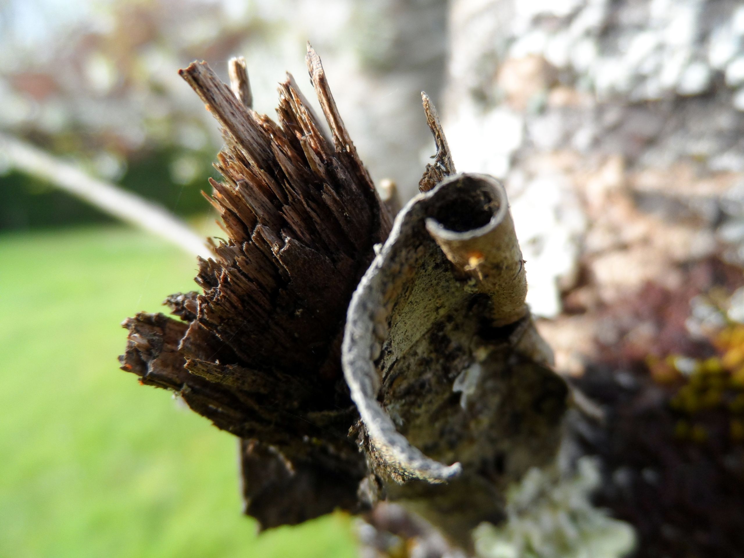 Fonds d'cran Nature Arbres - Forts 