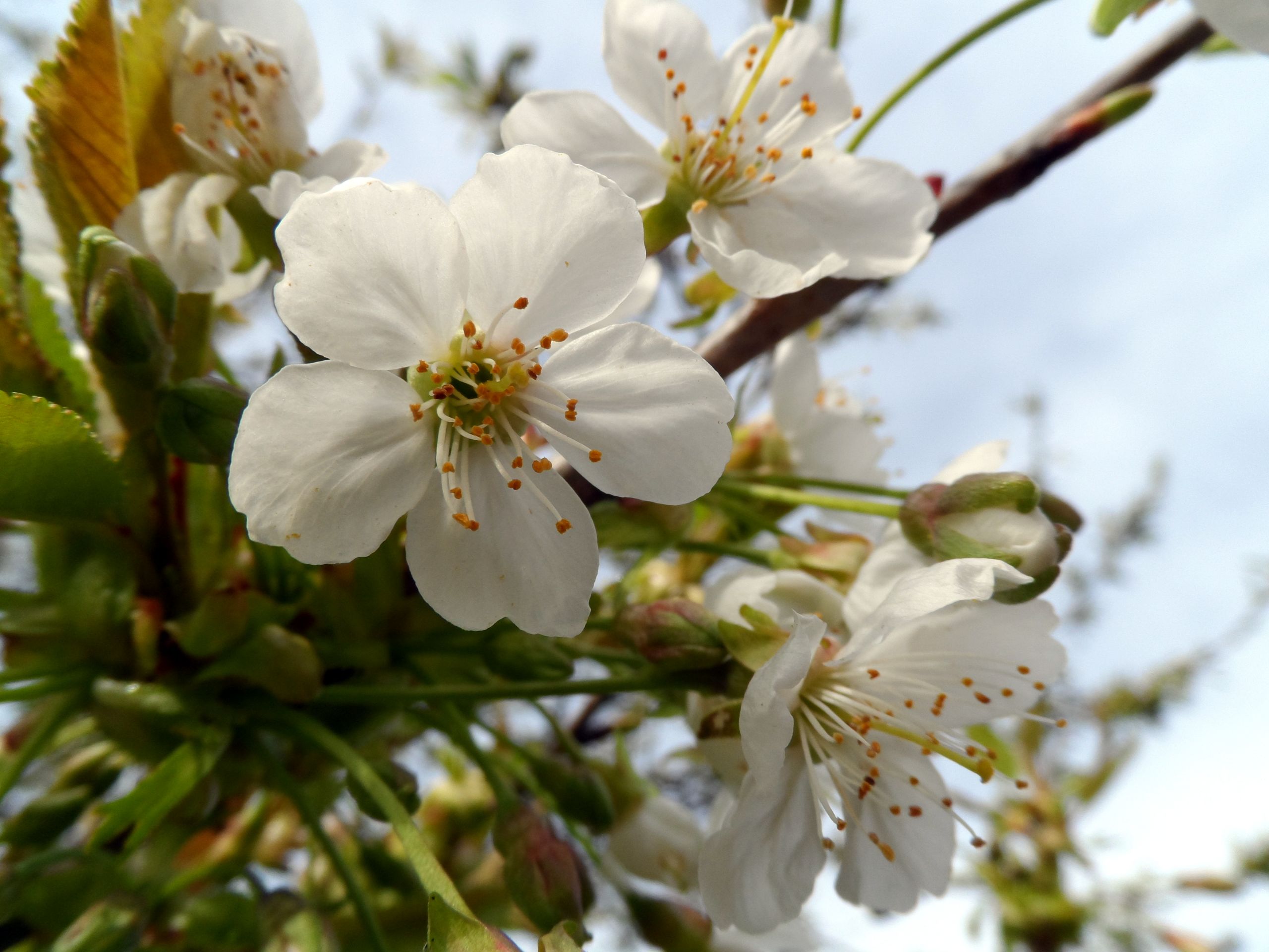 Fonds d'cran Nature Fleurs 