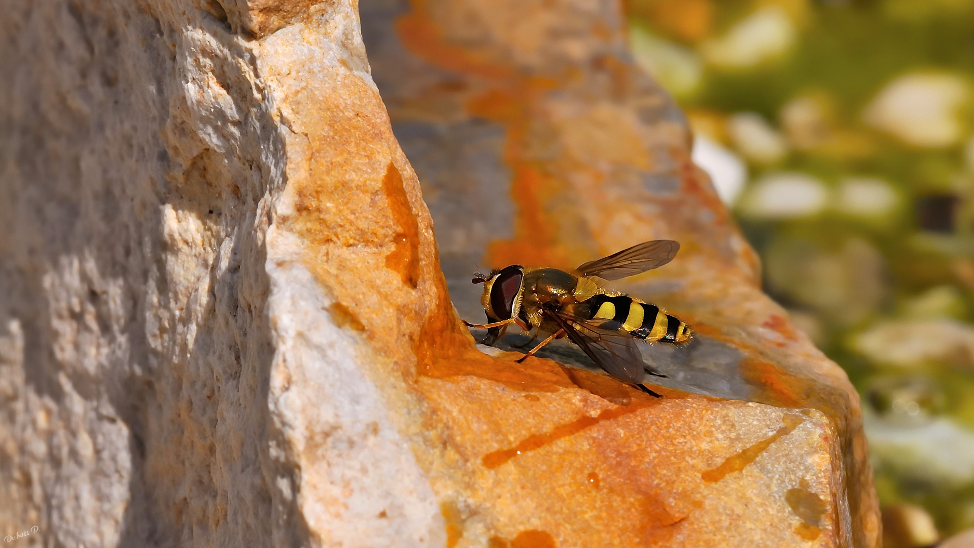 Fonds d'cran Animaux Insectes - Syrphes insecte