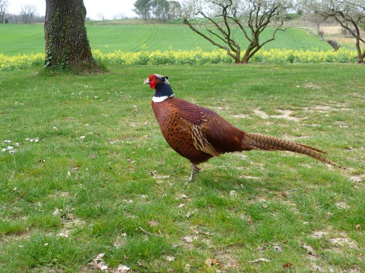 Wallpapers Animals Birds - Pheasants Un volatile pas farouche...