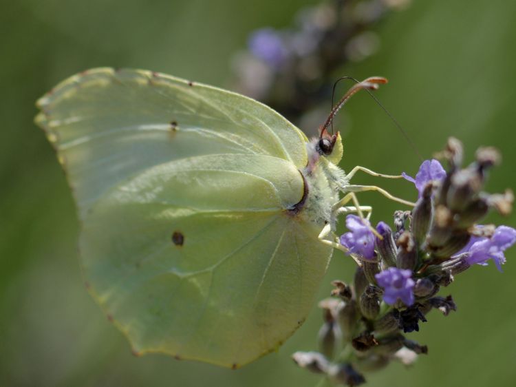 Wallpapers Animals Insects - Butterflies Papillon citron