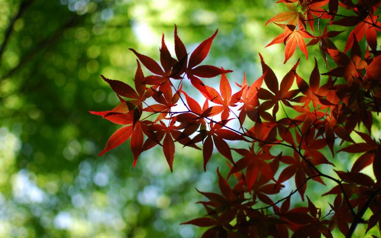 Fonds d'cran Nature Feuilles - Feuillages Wallpaper N372475