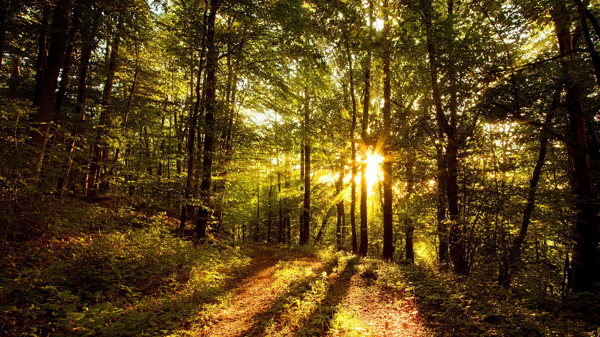 Fonds d'cran Nature Arbres - Forts 