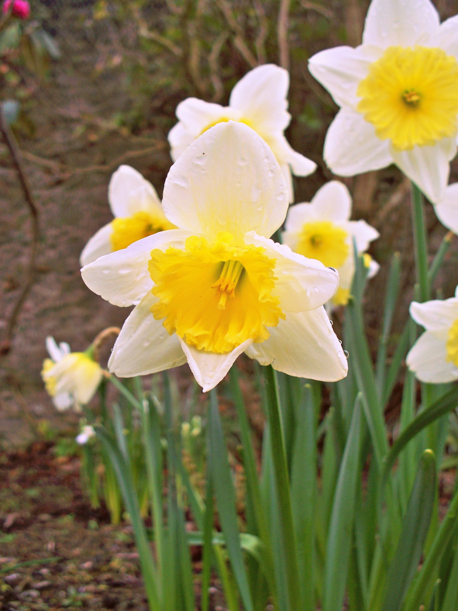 Fonds d'cran Nature Fleurs 