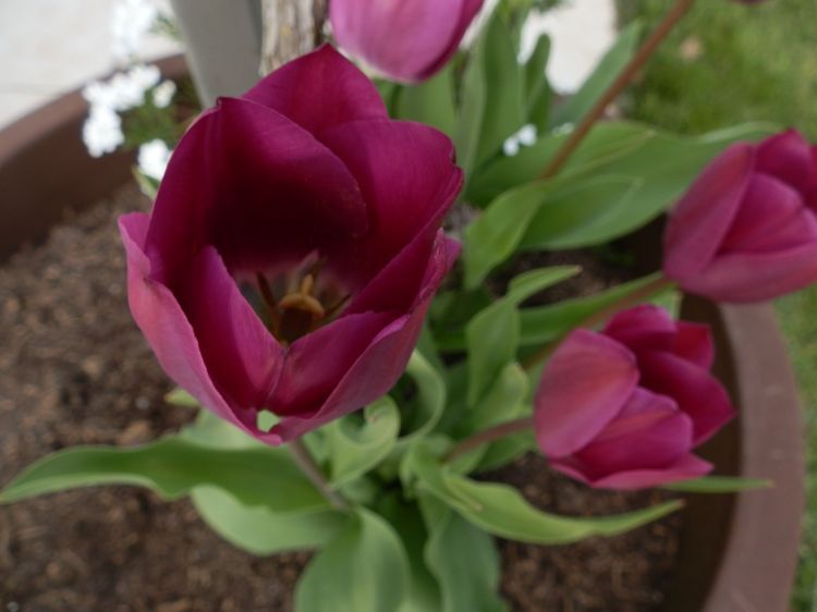 Fonds d'cran Nature Fleurs Flowers 