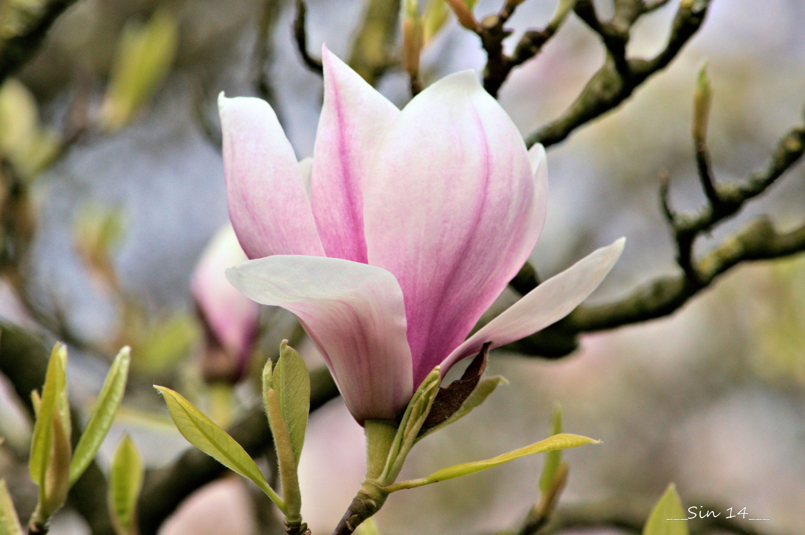 Fonds d'cran Nature Fleurs fleurs