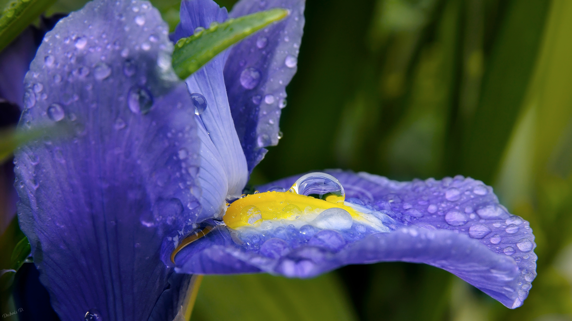 Wallpapers Nature Flowers Goutte de rosée 