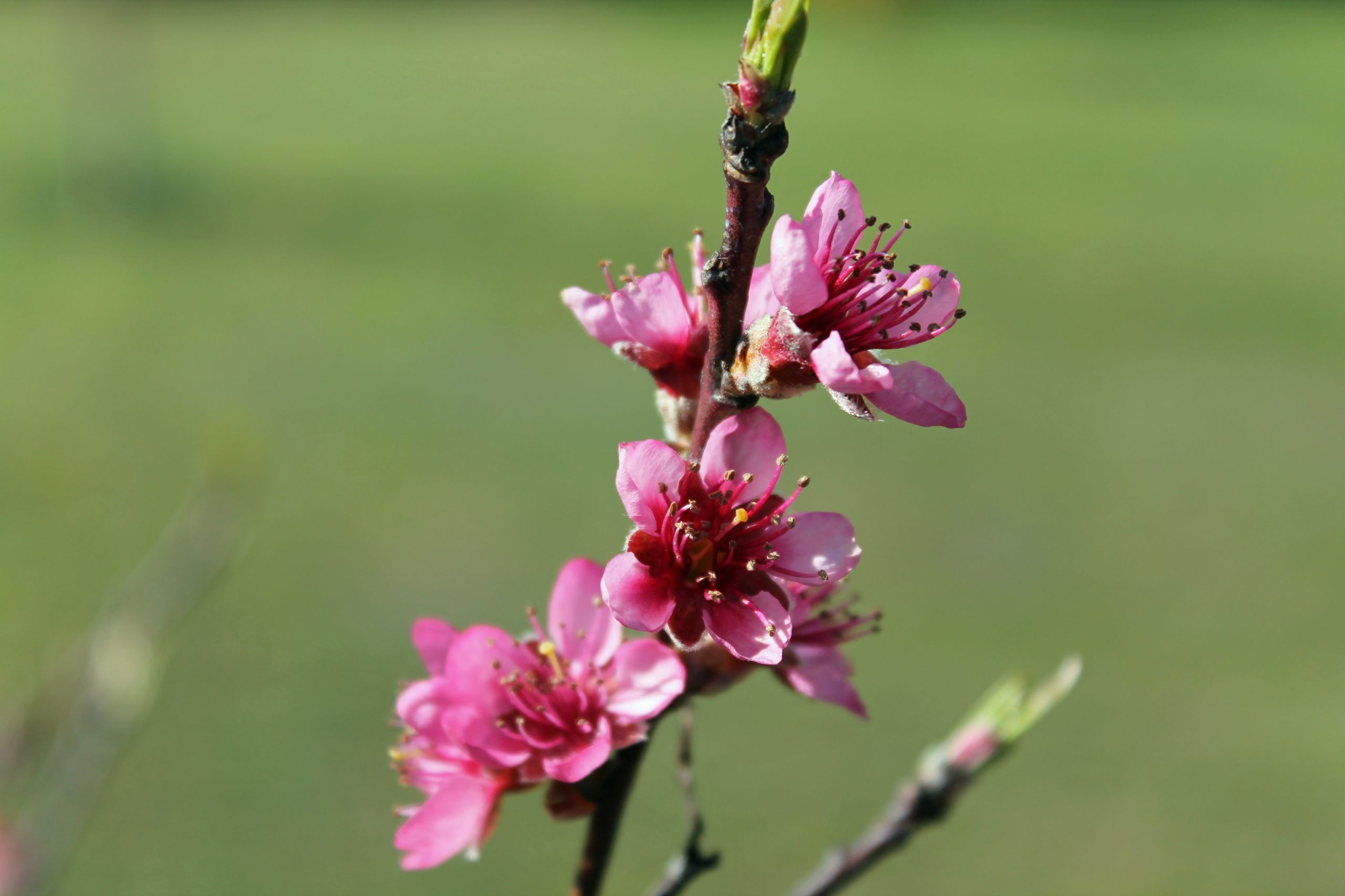 Wallpapers Nature Flowers 