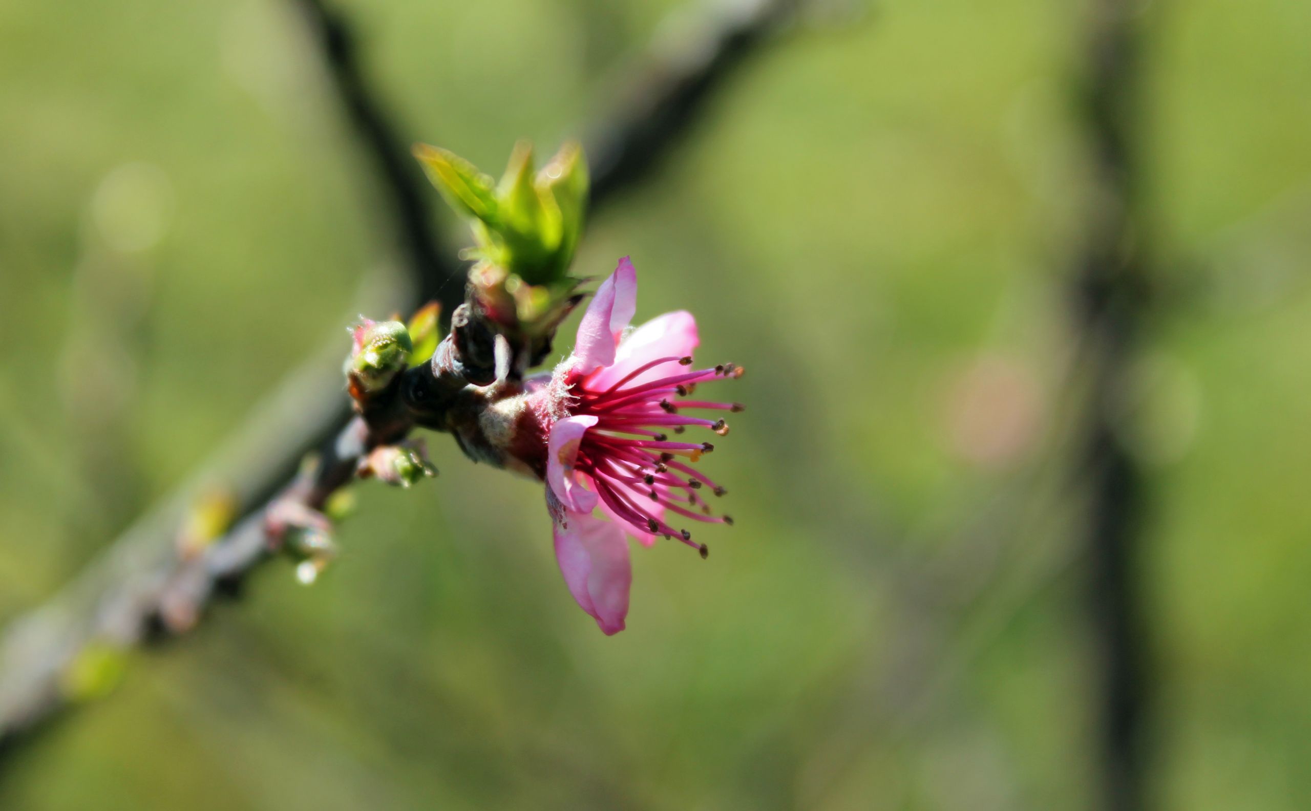 Fonds d'cran Nature Fleurs 