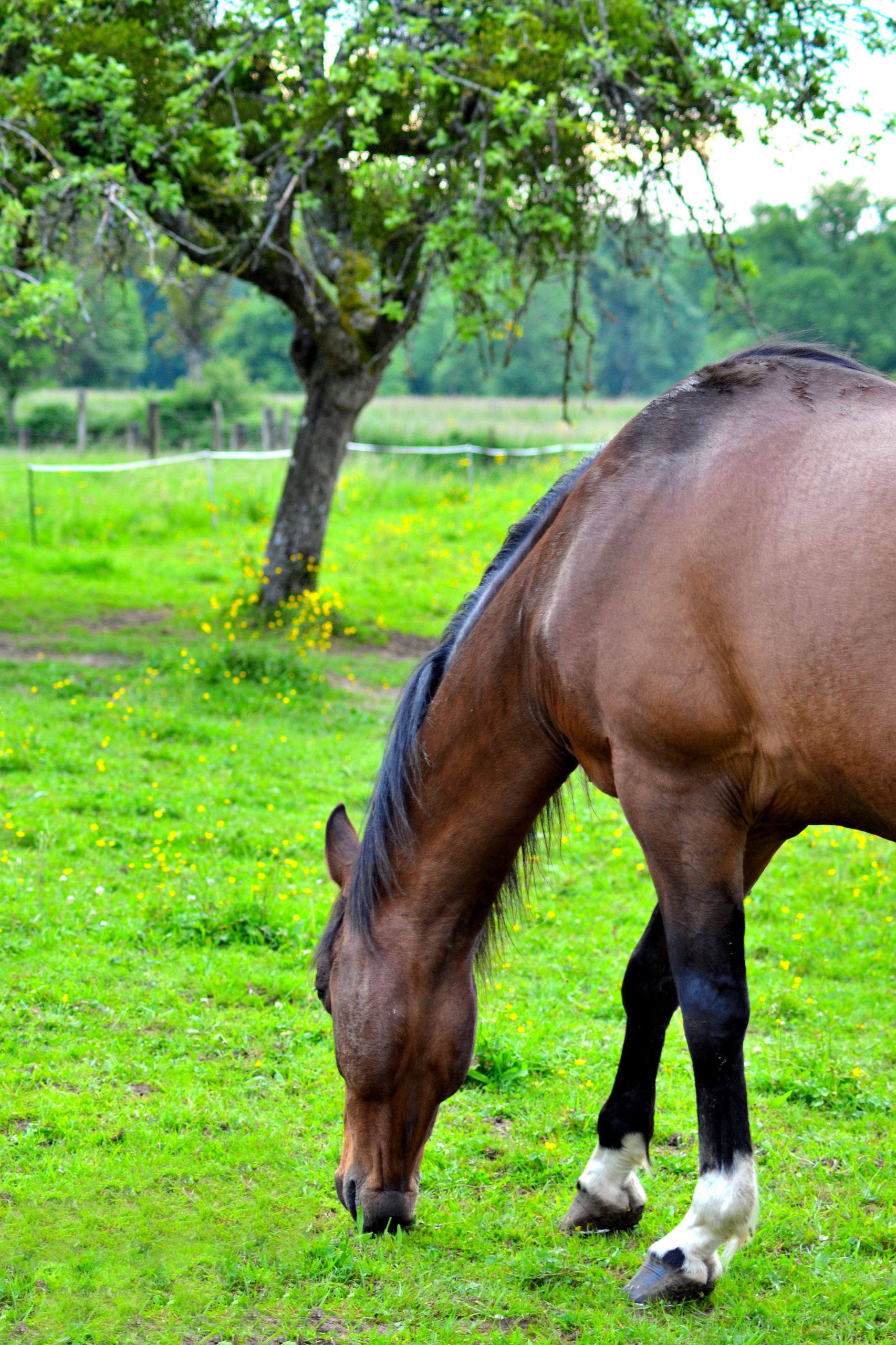 Fonds d'cran Animaux Chevaux 