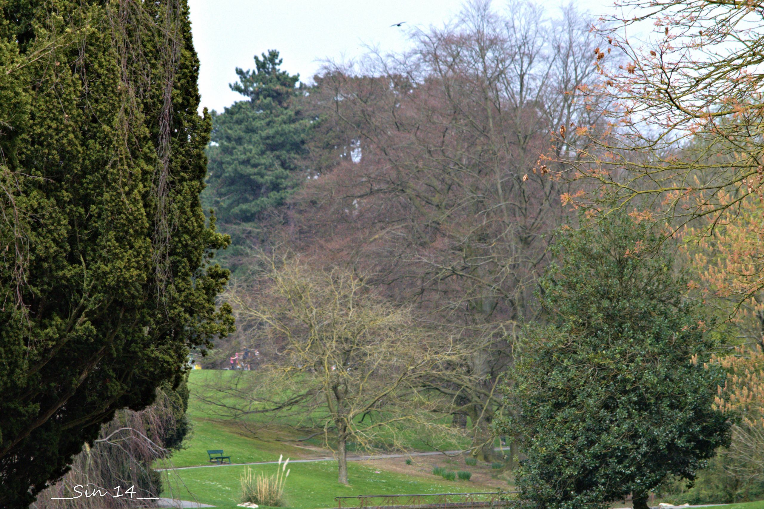 Fonds d'cran Nature Arbres - Forts parc, arbres