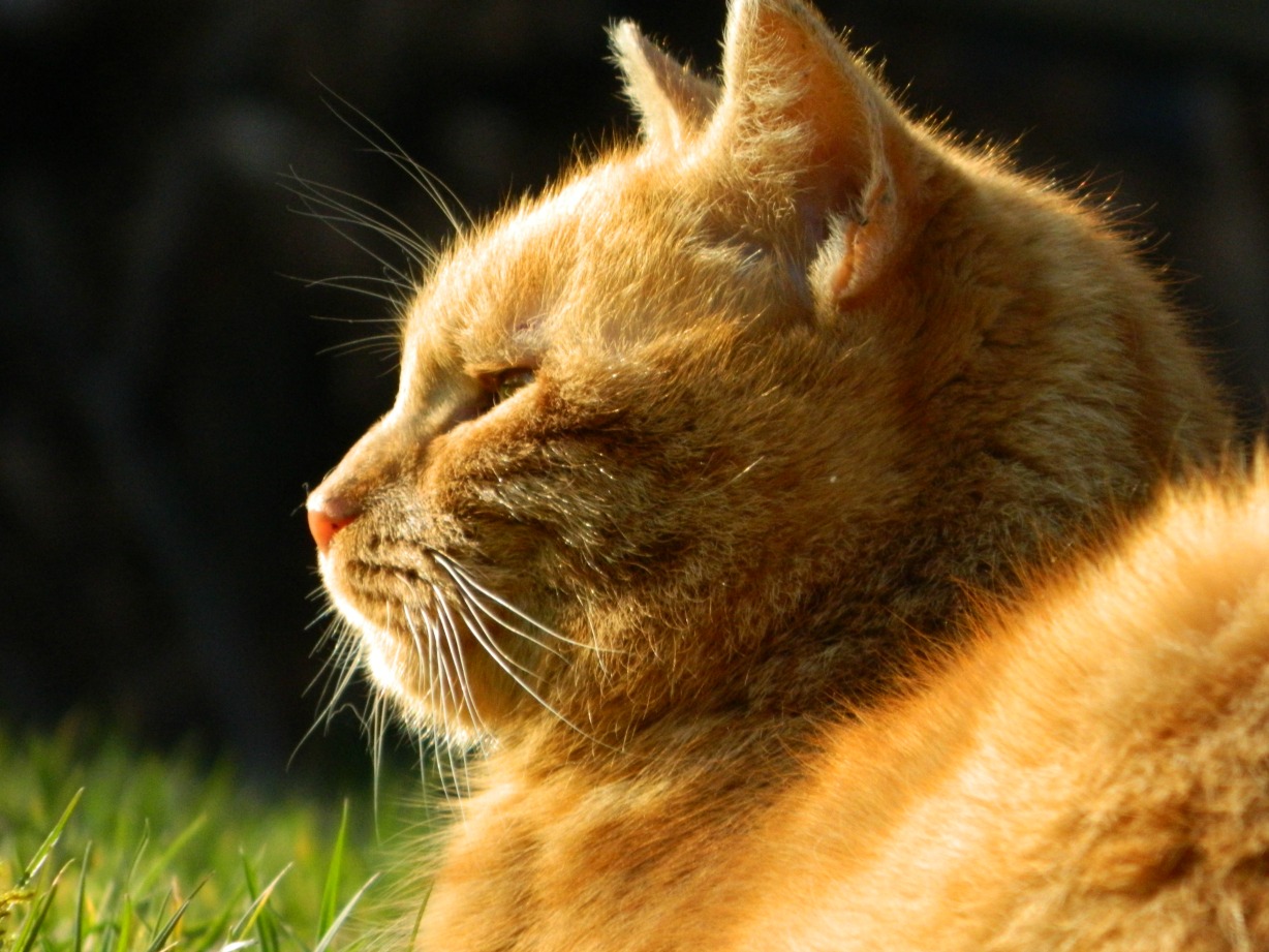 Fonds d'cran Animaux Chats - Chatons Toulouse