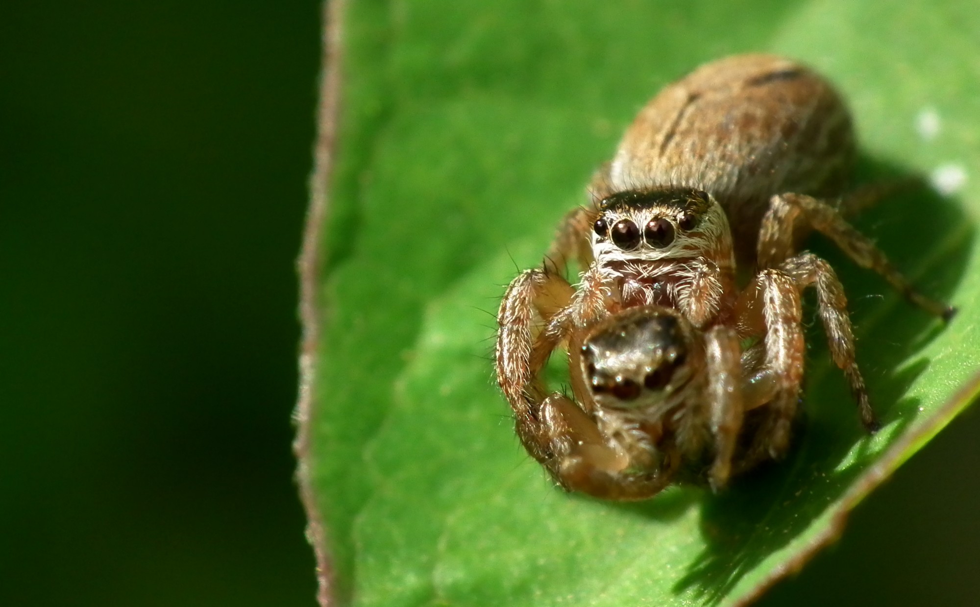 Fonds d'cran Animaux Araignes 