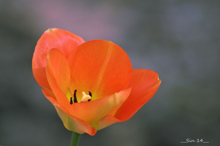 Fonds d'cran Nature Fleurs fleurs