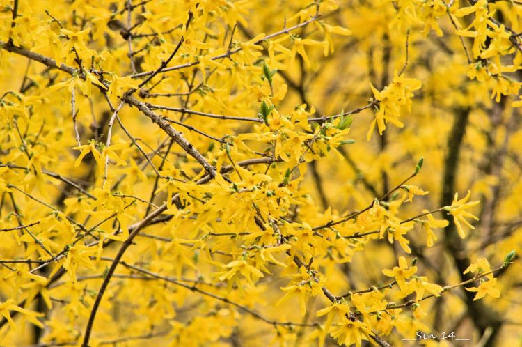 Fonds d'cran Nature Fleurs fleurs