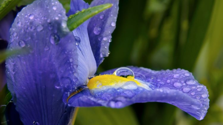 Fonds d'cran Nature Fleurs Goutte de rosée 