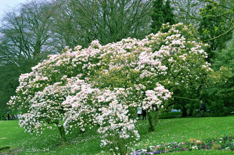 Fonds d'cran Nature Arbres - Forts parc, arbres