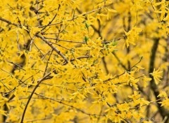  Nature fleurs