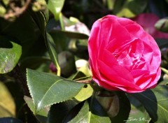  Nature fleurs