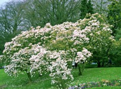  Nature parc, arbres