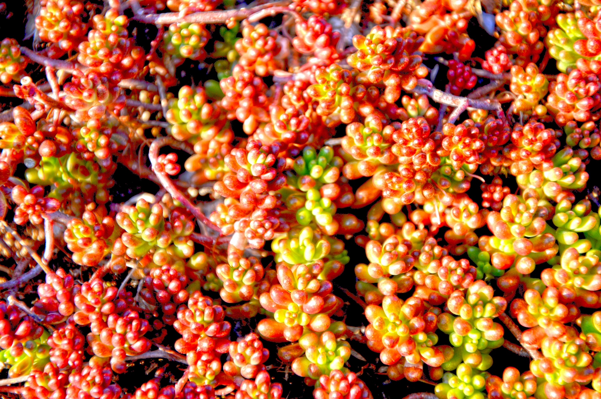 Fonds d'cran Nature Plantes - Arbustes 