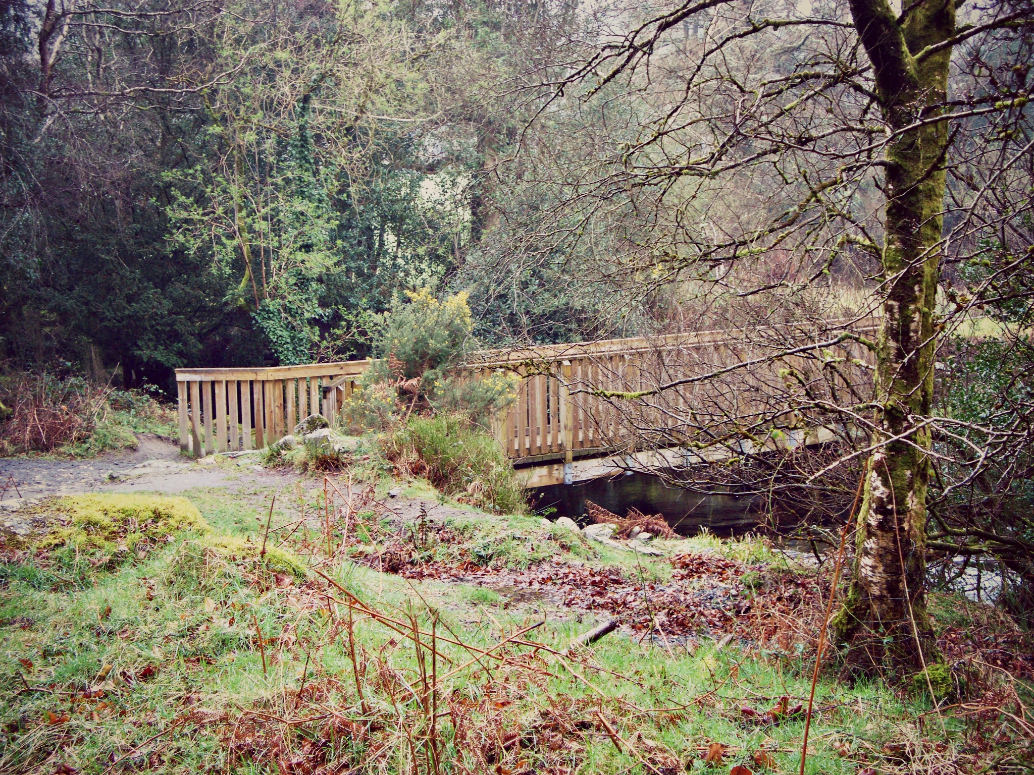 Wallpapers Nature Trees - Forests Pont dans la nature