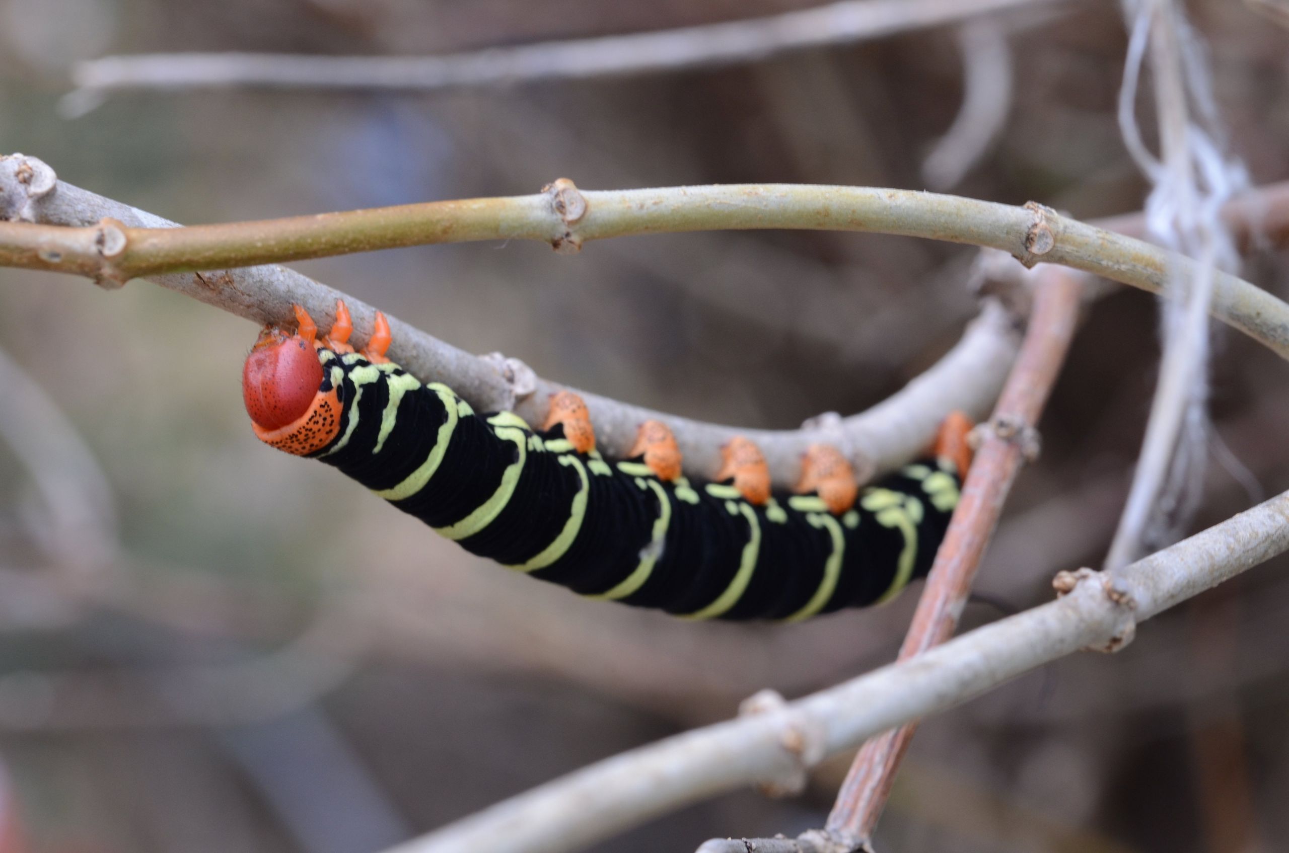 Fonds d'cran Animaux Insectes - Chenilles 