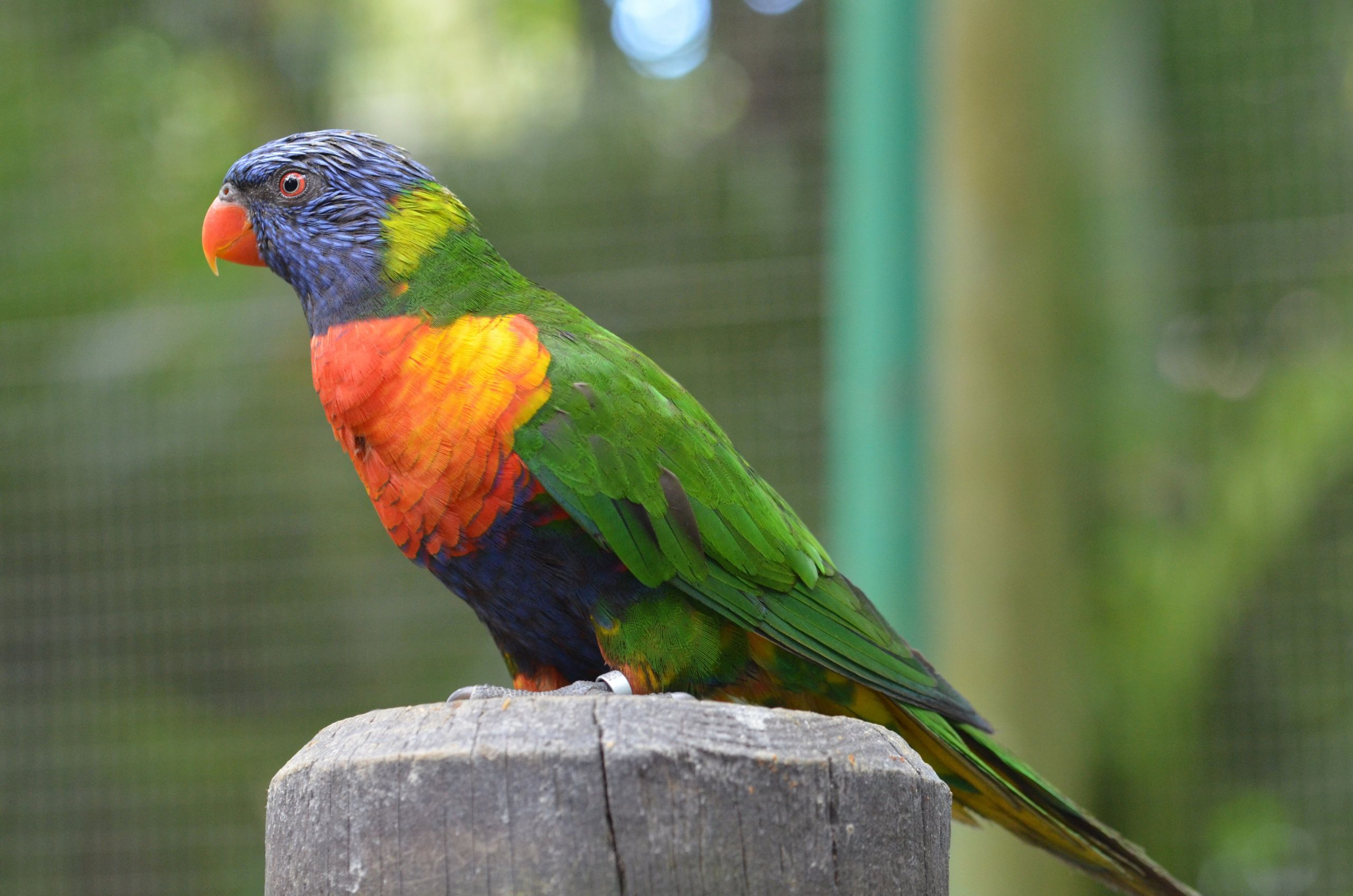 Wallpapers Animals Birds - Parrots 