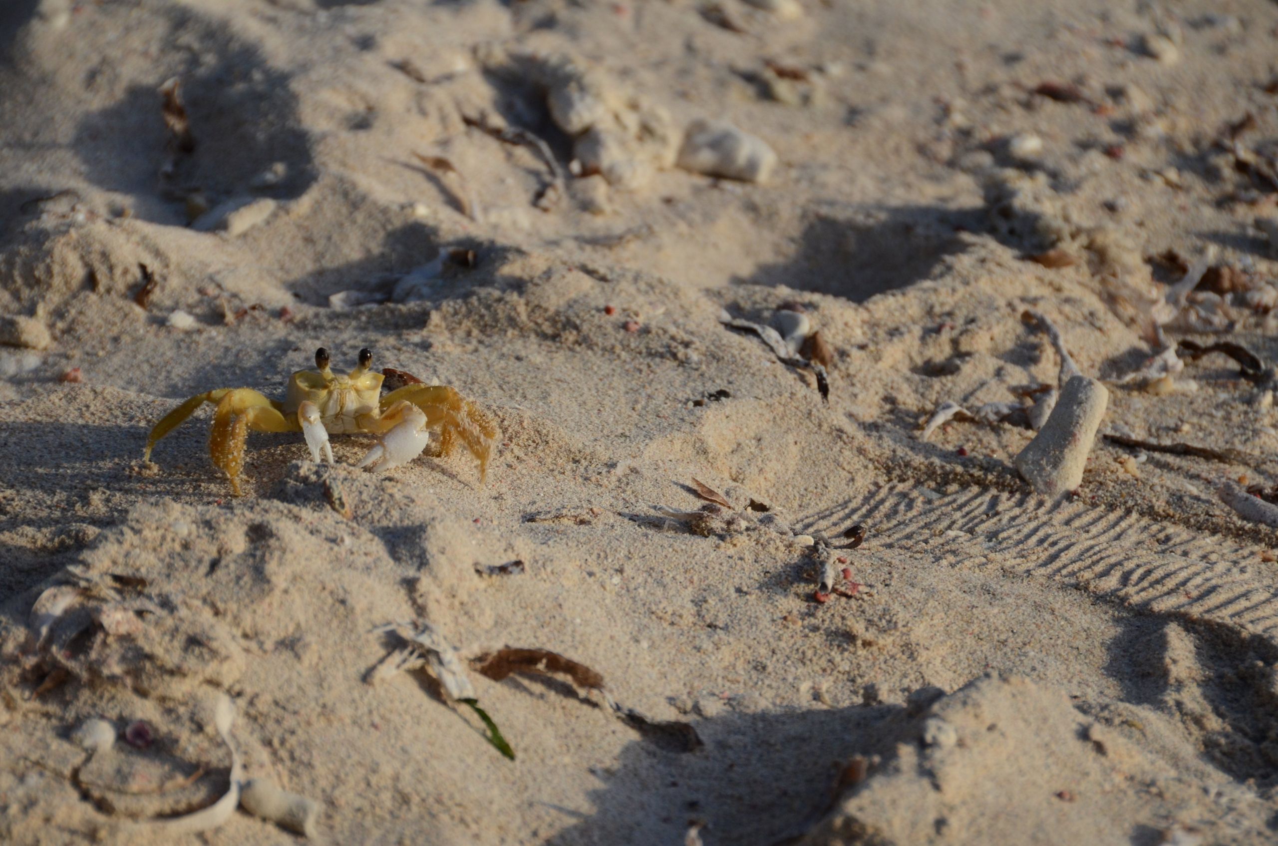 Fonds d'cran Animaux Vie marine - Crustacs 