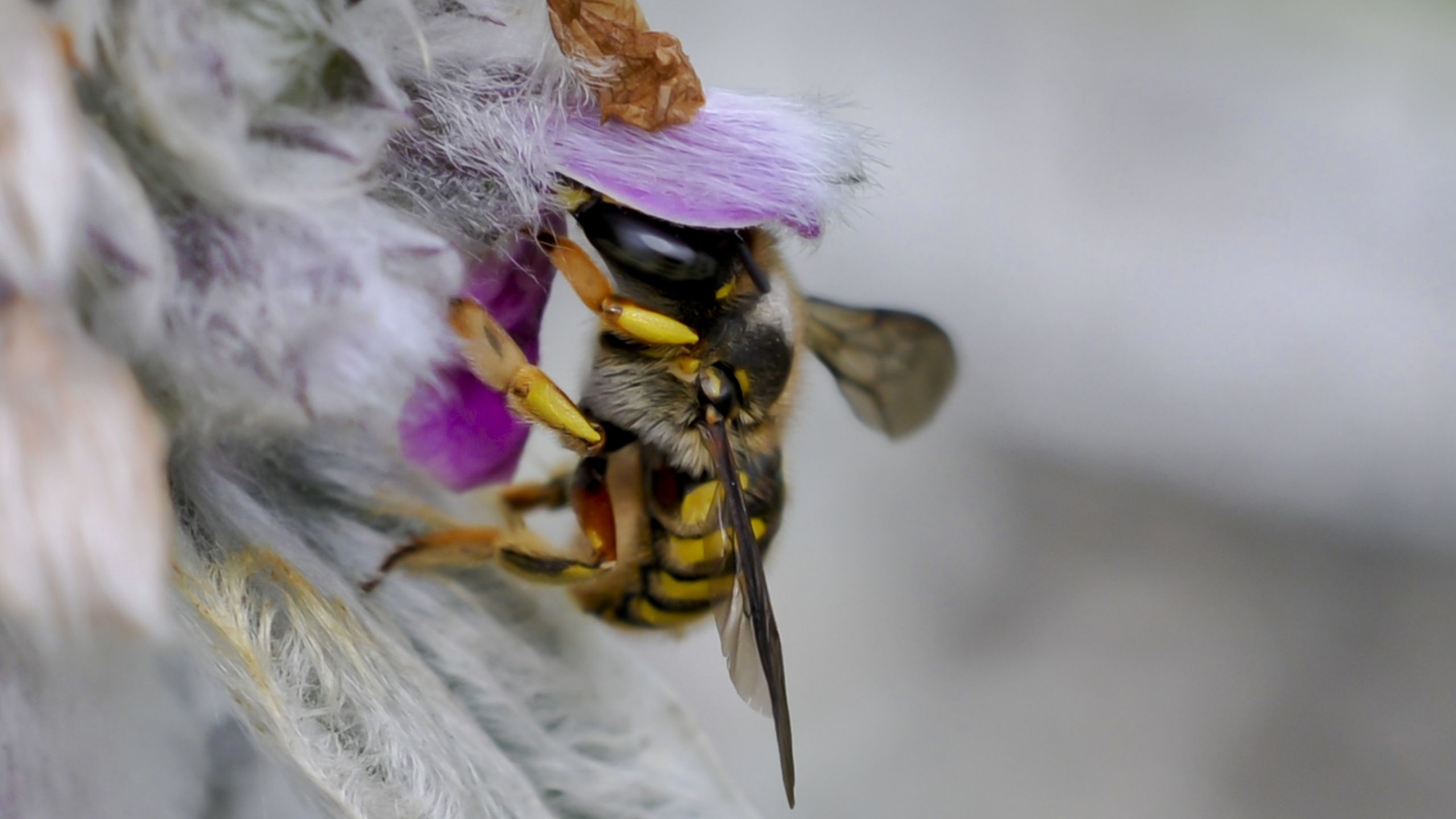 Wallpapers Animals Insects - Bees, Wasps Dans mon jardin