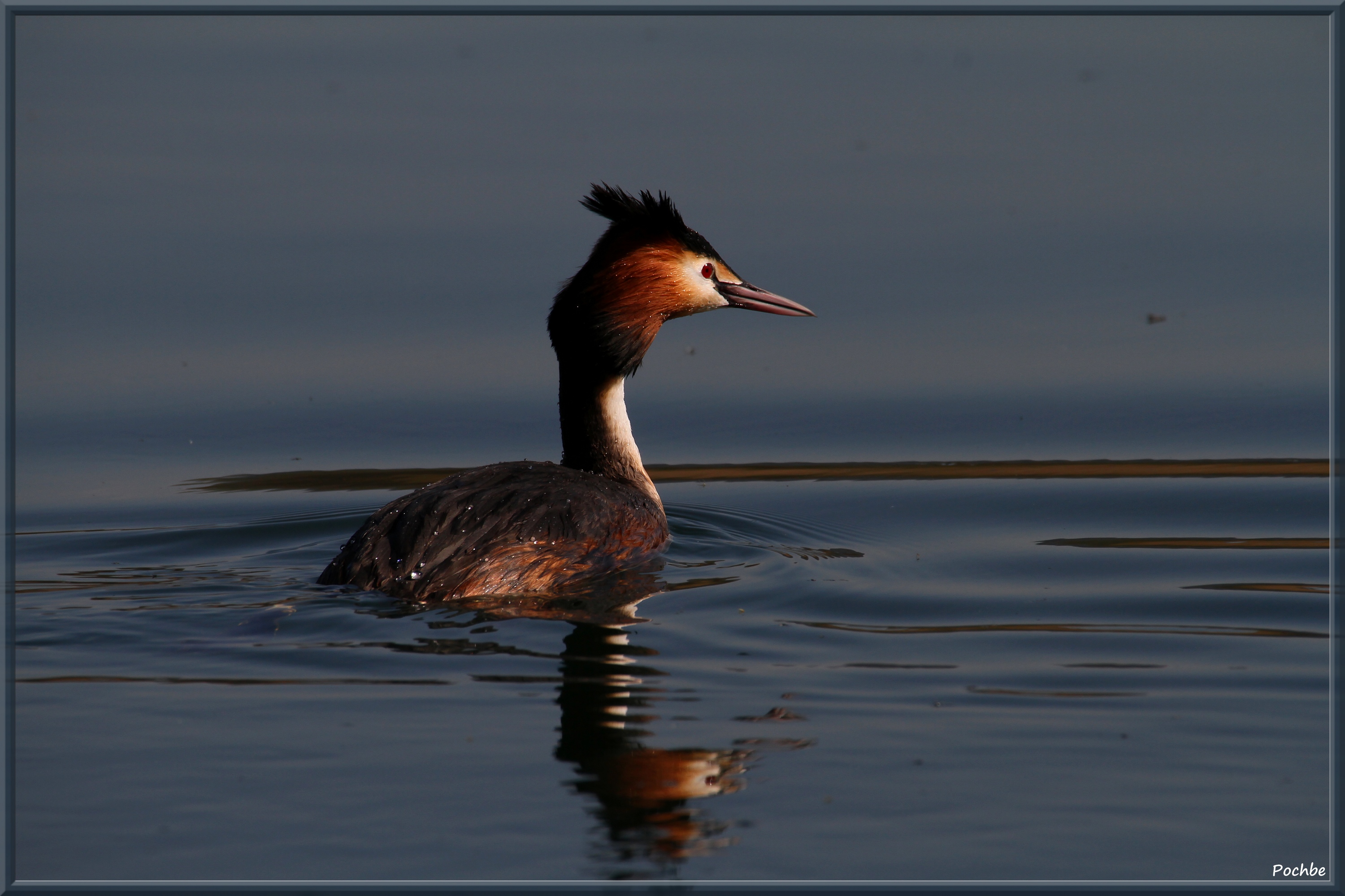 Wallpapers Animals Birds - Misc 