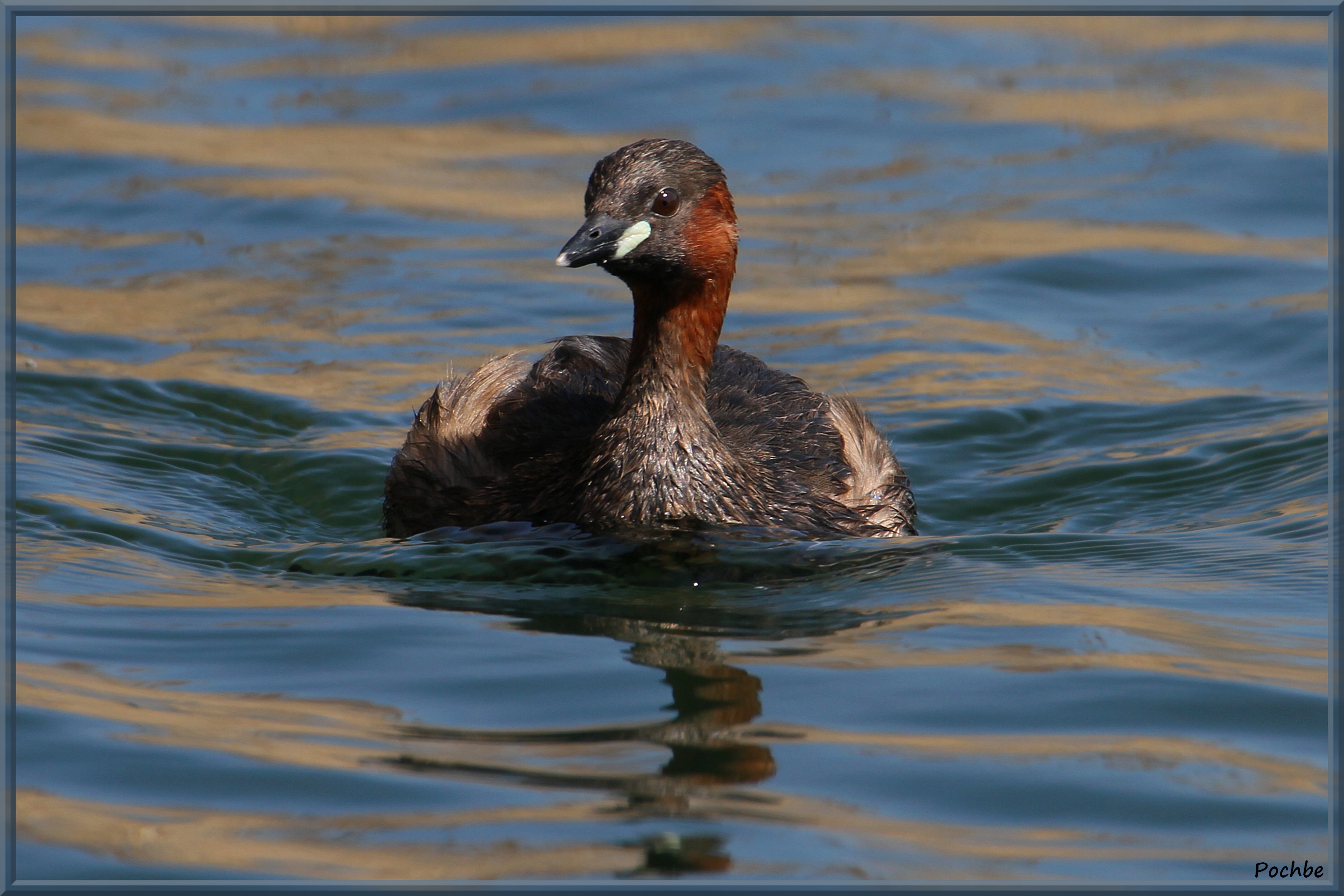 Wallpapers Animals Birds - Misc 