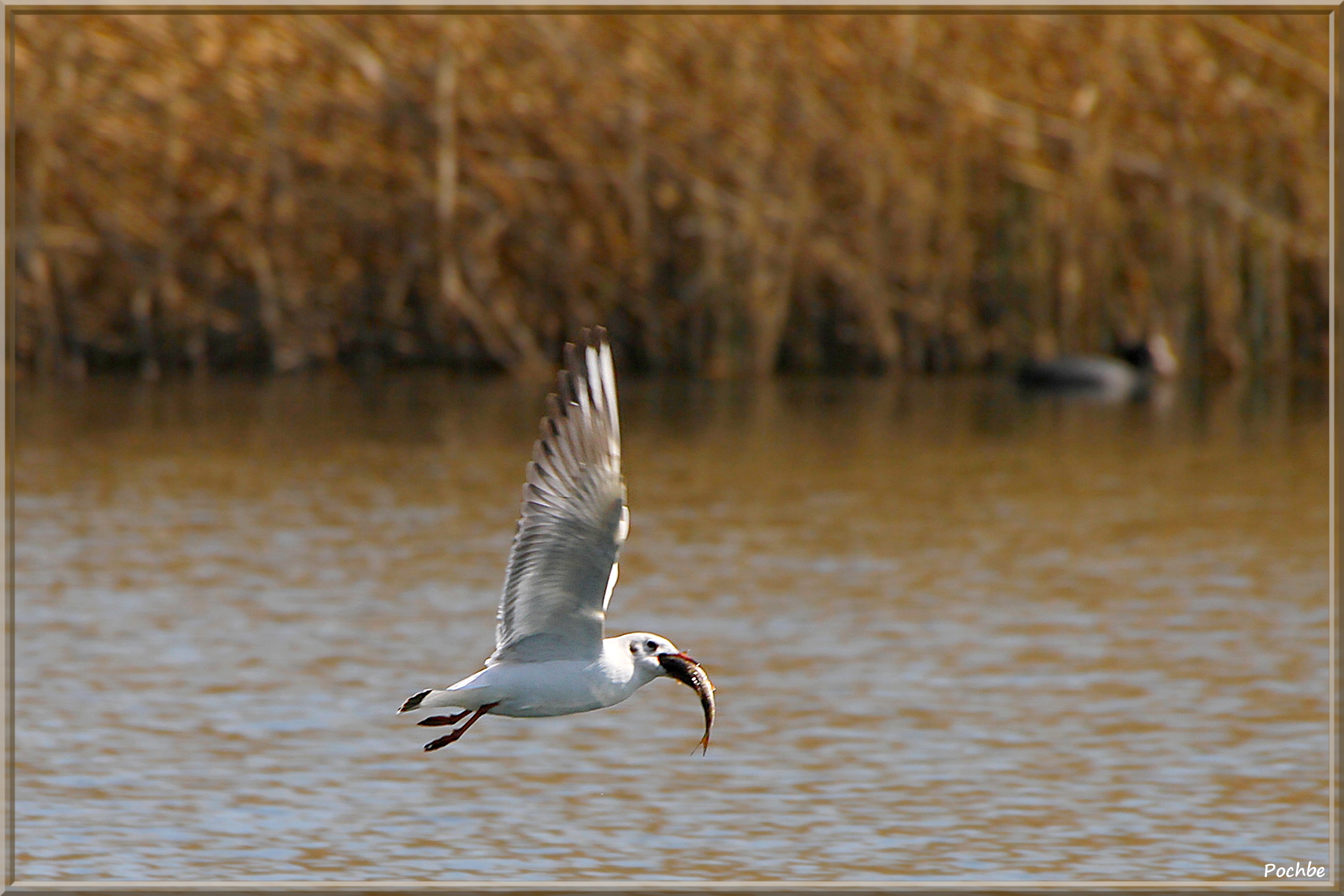 Wallpapers Animals Birds - Misc 