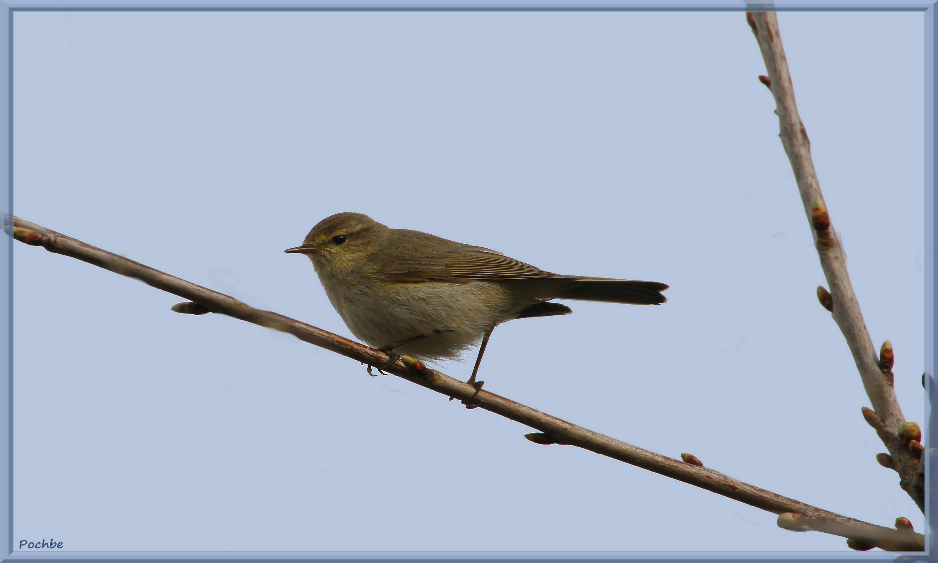 Fonds d'cran Animaux Oiseaux - Divers 