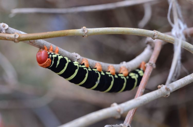 Fonds d'cran Animaux Insectes - Chenilles Wallpaper N372841